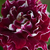 Crvena  - bijela  - Hibrid perpetual ruža - Roger Lambelin